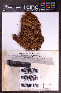 Lophocolea leptantha image