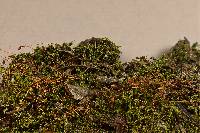 Image of Funaria calvescens