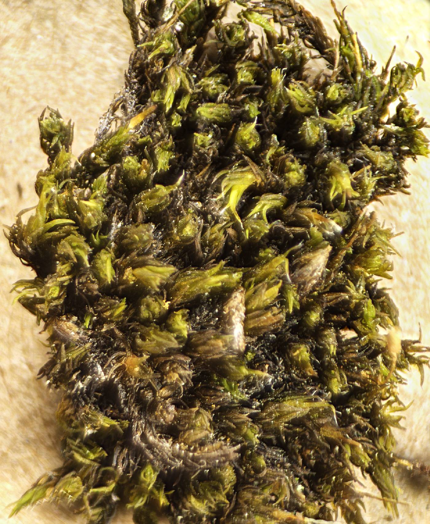 Grimmia longirostris image