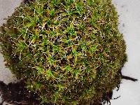 Syntrichia ruralis image