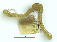 Grimmia sessitana image