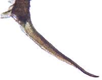 Didymodon rigidulus image