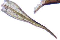 Didymodon rigidulus image