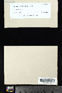 Ephemerum serratum image