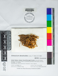Climacium dendroides image