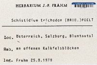 Schistidium trichodon image