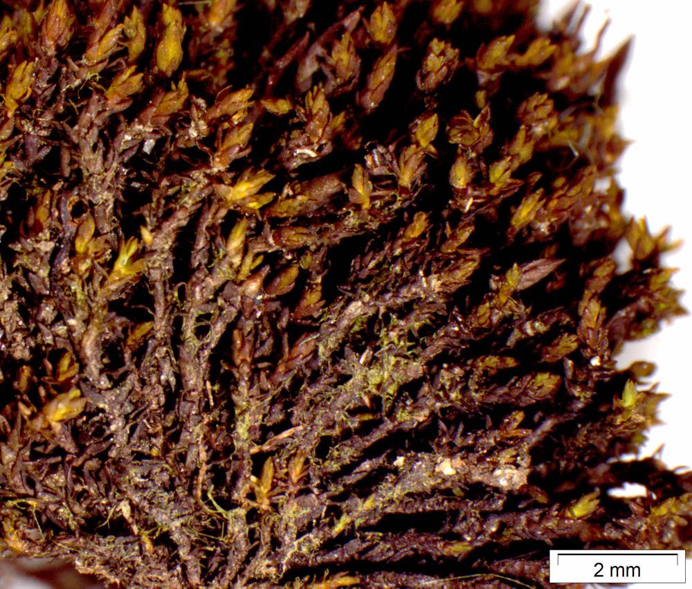 Andreaeaceae image
