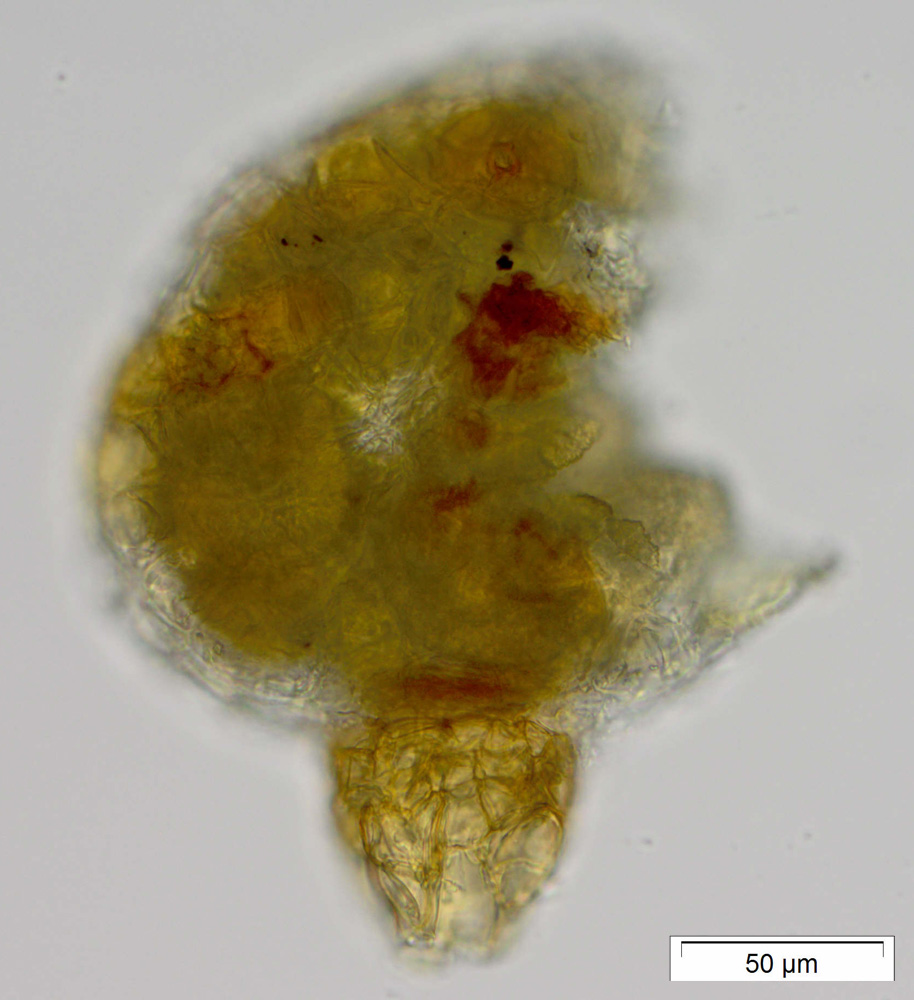 Micromitrium megalosporum image