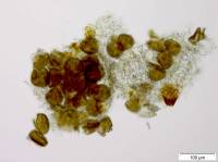 Micromitrium megalosporum image