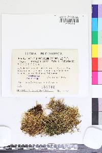 Brachythecium praelongum image