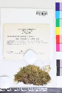 Brachythecium praelongum image