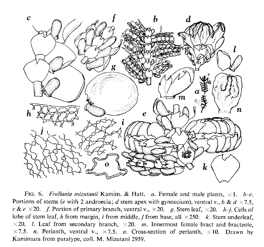 Frullania mizutanii image