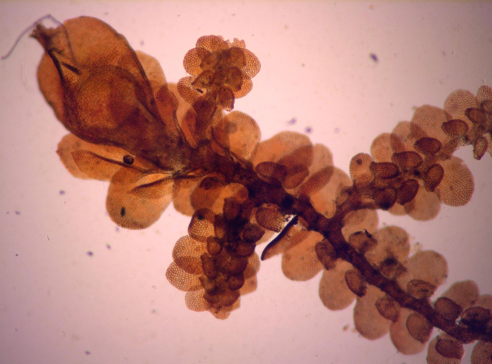 Frullania kunzei image