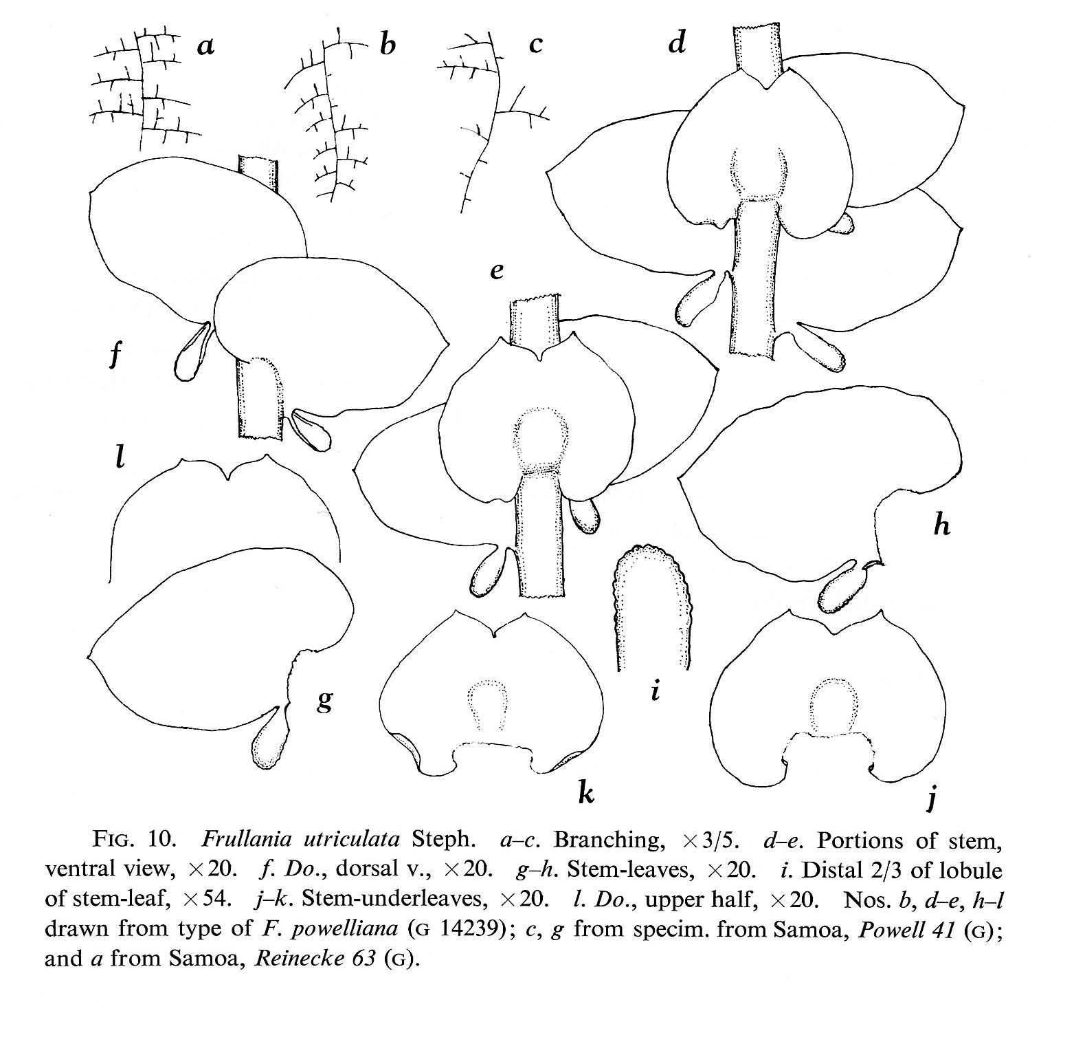 Frullania utriculata image