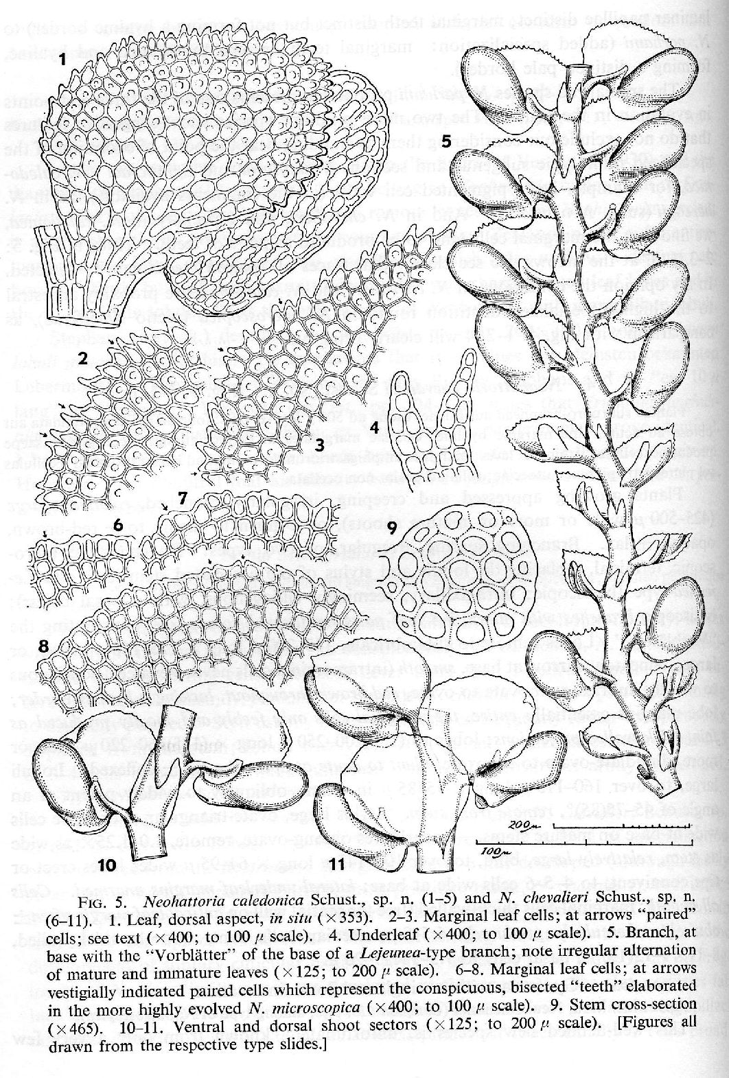 Frullania neocaledonica image