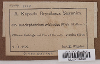 Brachydontium trichodes image