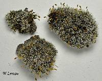 Grimmia laevigata image