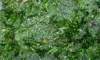 Blepharostoma trichophyllum image