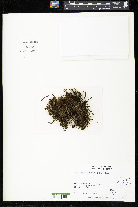 Nothostrepta longissima image