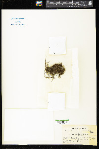 Anastrophyllum michauxii image