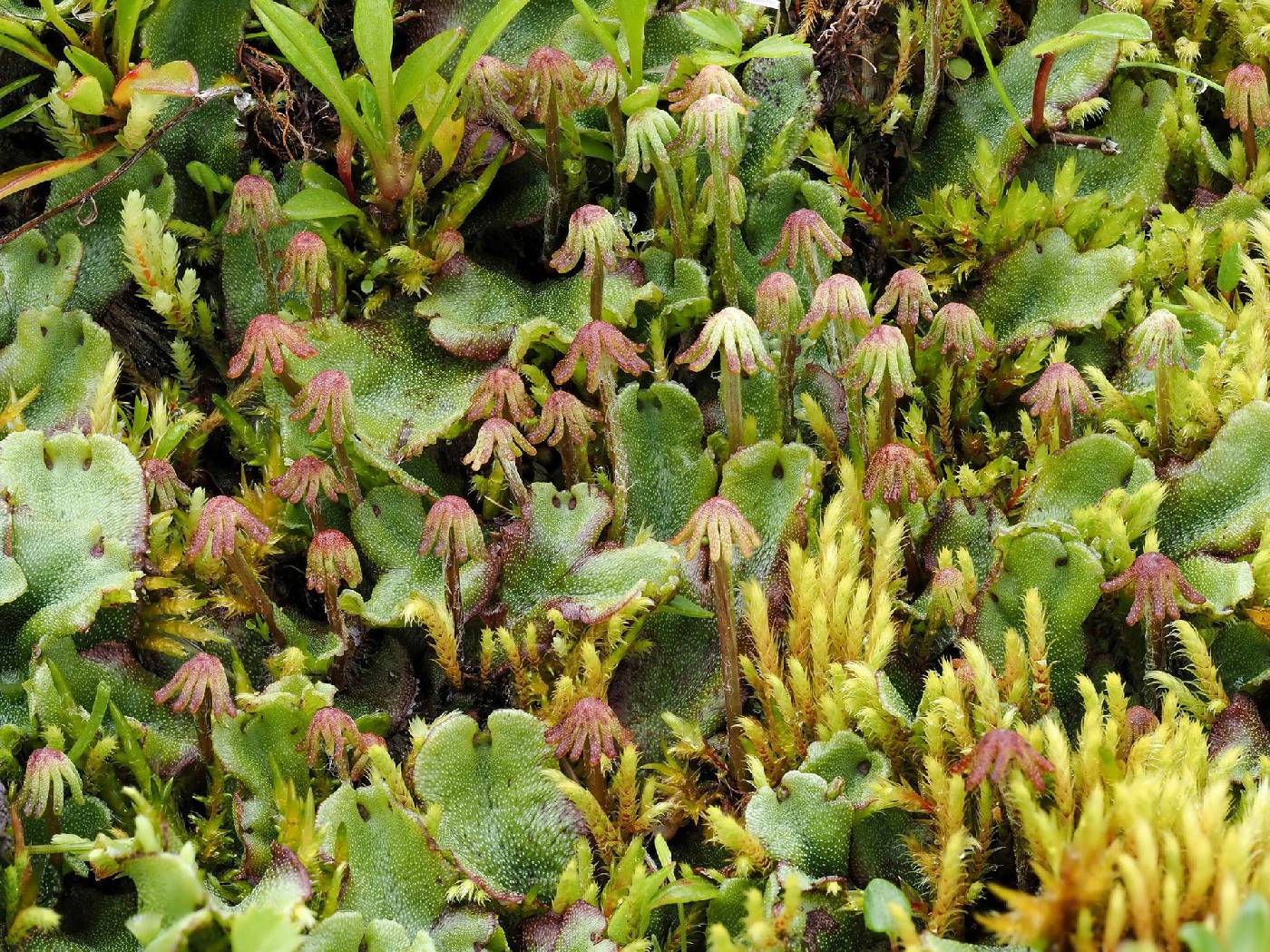 Marchantia polymorpha image