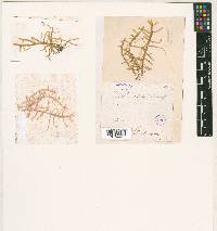 Alleniella chilensis image