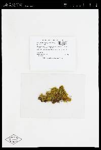 Caribaeohypnum polypterum image