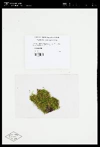 Rectithecium piliferum image