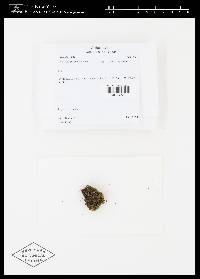Chorisodontium aciphyllum image