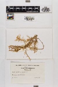 Rhytidiadelphus squarrosus image