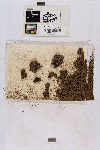 Plagiochasma rupestre image