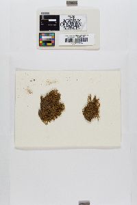 Orthotrichum cupulatum image