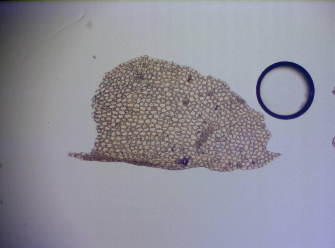 Plagiochila floridana image