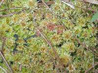 Sphagnum molle image