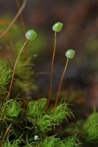 Bartramia pomiformis image