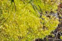 Sphagnum teres image