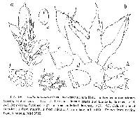 Frullania ternatensis var. non-appendiculata image