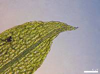 Funaria hygrometrica image