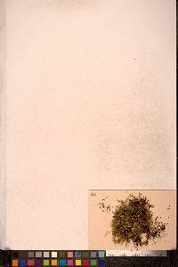 Brachythecium calcareum image