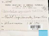 Chorisodontium spegazzinii image