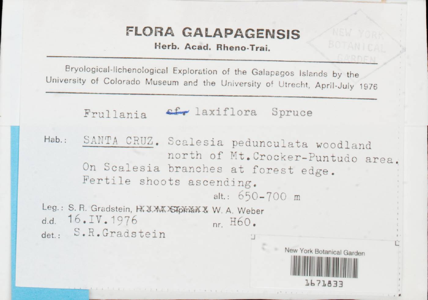 Frullania laxiflora image