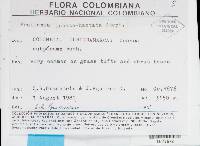 Frullania lobato-hastata image