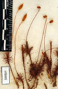 Polytrichum juniperinum image