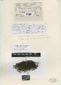 Grimmia austrofunalis image