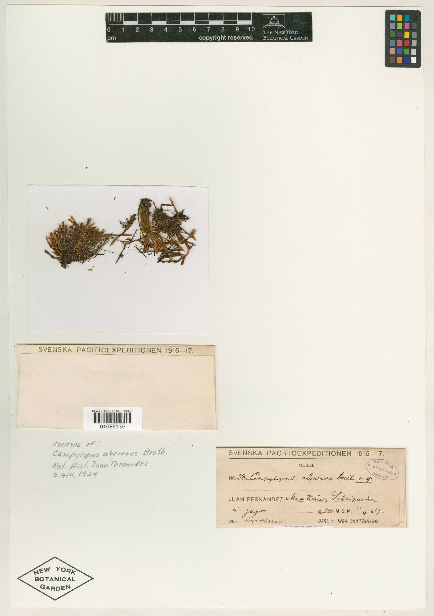 Campylopus purpureocaulis image