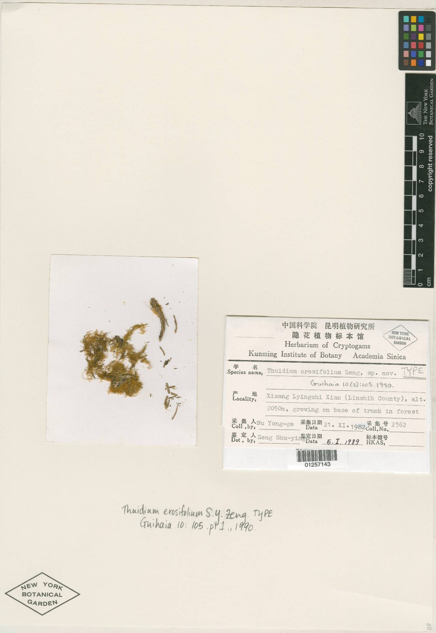 Pelekium erosifolium image