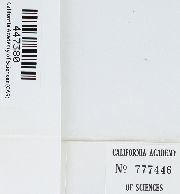 Chryso-hypnum diminutivum image