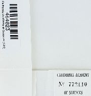 Caribaeohypnum polypterum image
