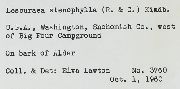 Lescuraea stenophylla image