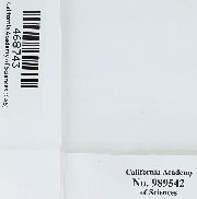 Schistidium cinclidodonteum image